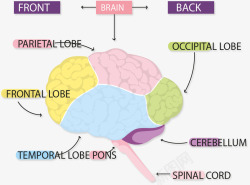 大脑结构信息图表矢量图素材