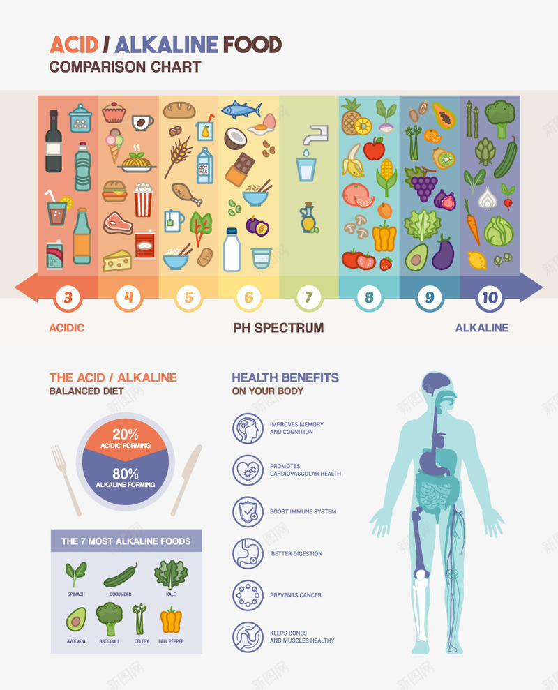 饮食信息图png免抠素材_新图网 https://ixintu.com 人体骨骼 多种餐食示意图 饼状图