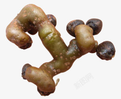 万寿果创意版的拐枣食物高清图片