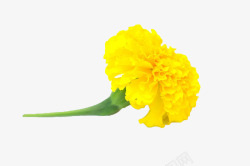 黄色柄黄色带柄菊花高清图片