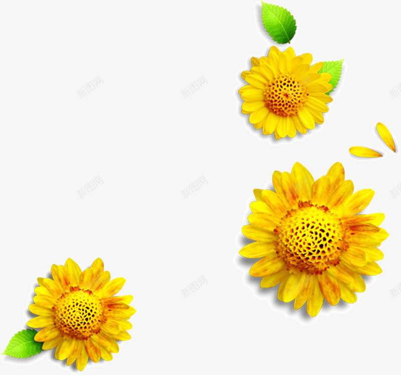 黄色小菊花png免抠素材_新图网 https://ixintu.com 太阳花 小菊花 黄色