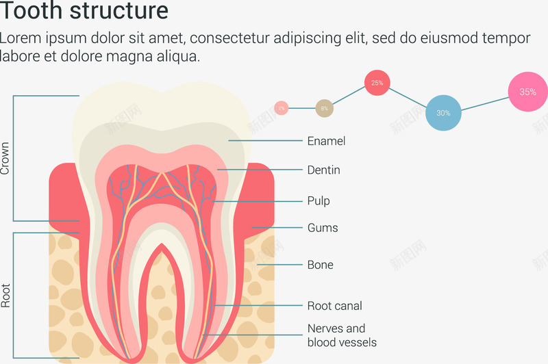 牙齿结构信息图表png免抠素材_新图网 https://ixintu.com 创意信息图形 图表设计矢量元素 牙齿组成图片 牙齿结构力