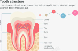 牙齿组成图片牙齿结构信息图表高清图片