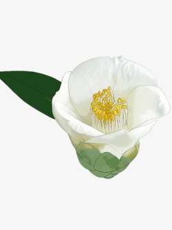 一朵兰花漂亮的一朵玉兰花高清图片