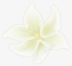 白色唯美春天花朵模糊素材