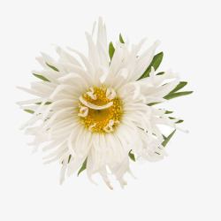 花序白色菊花特写高清图片
