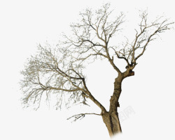 摄影冬天的树木素材