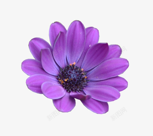 花png免抠素材_新图网 https://ixintu.com 太阳菊 花 菊花