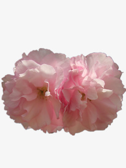 粉色海棠花素材