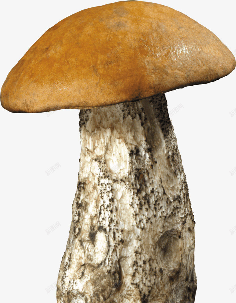 蘑菇元素png免抠素材_新图网 https://ixintu.com 毒蘑菇 蘑菇 食材 食物