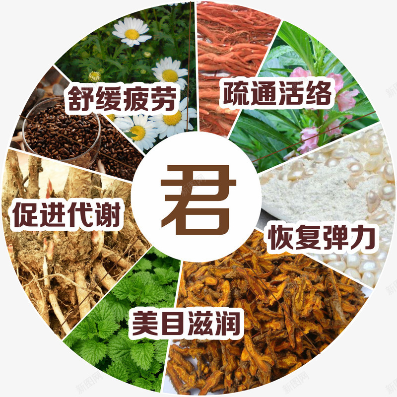 中药材png免抠素材_新图网 https://ixintu.com 中药 珍珠粉 药材 菊花 薄荷 食材