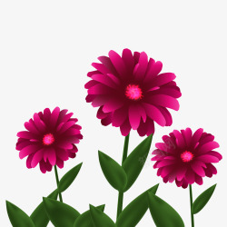 花卉种植菊花矢量图高清图片