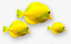 黄色漂亮观赏鱼素材