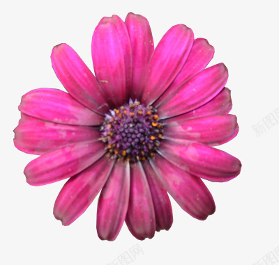 花png免抠素材_新图网 https://ixintu.com 太阳菊 花 菊花