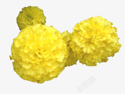 黄色万寿菊花素材