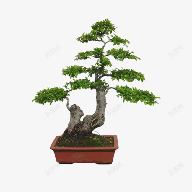 漂亮的盆景png免抠素材_新图网 https://ixintu.com 小树 植物 盆景图片 观景