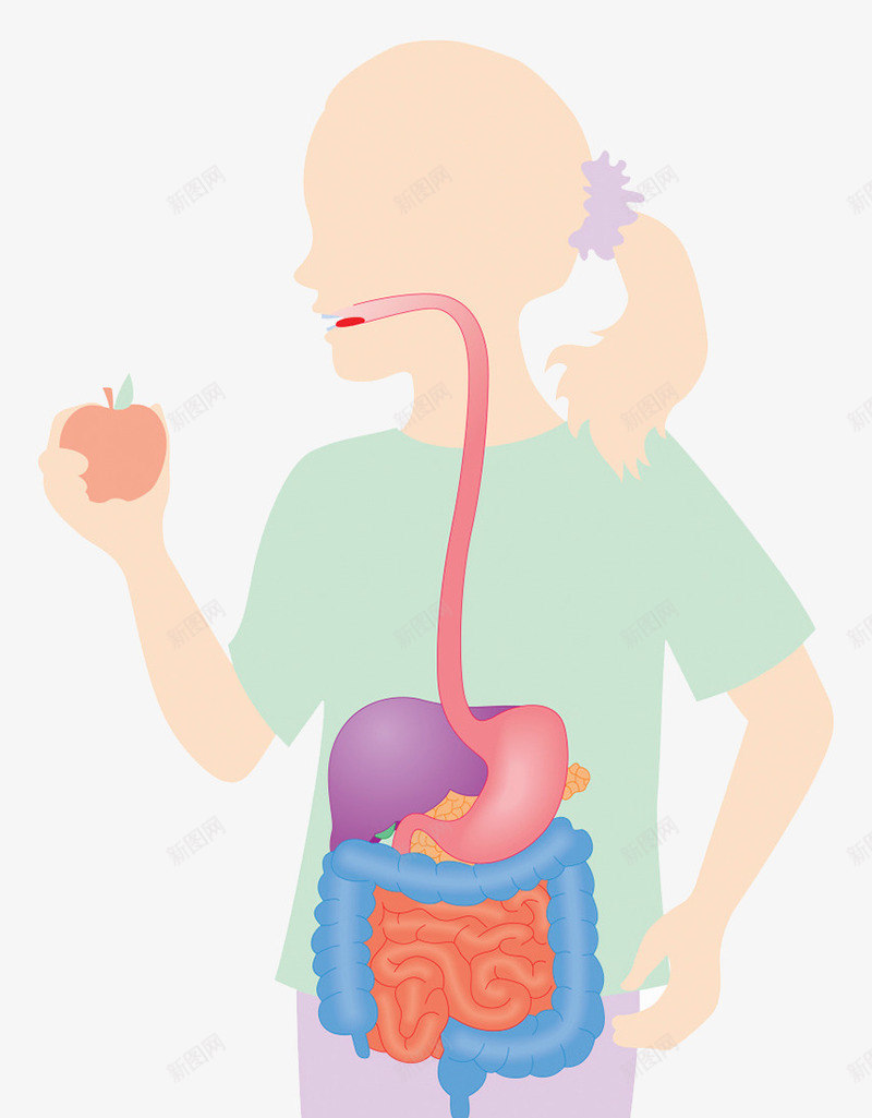 人体循环系统png免抠素材_新图网 https://ixintu.com 循环系统 手绘 肠道 胃肠 胰脏 食物