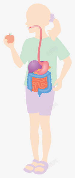 胰脏人体循环系统高清图片