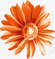 橙色的菊花鲜艳开放素材