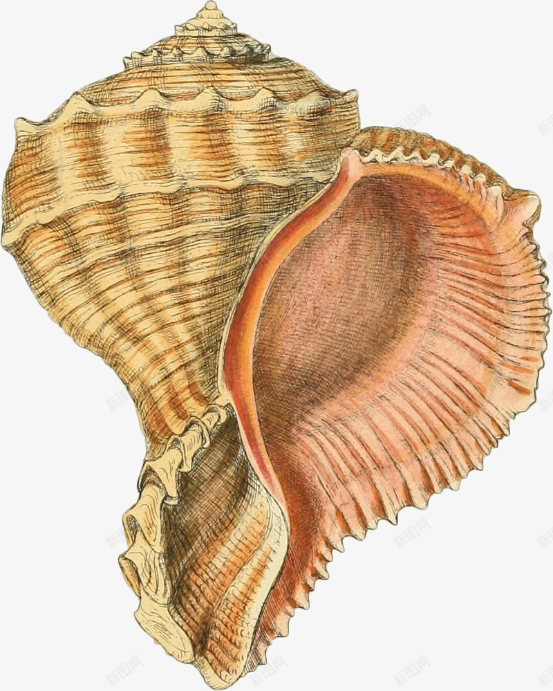 多彩的海螺手绘2png免抠素材_新图网 https://ixintu.com 壳 多彩 手绘 海螺
