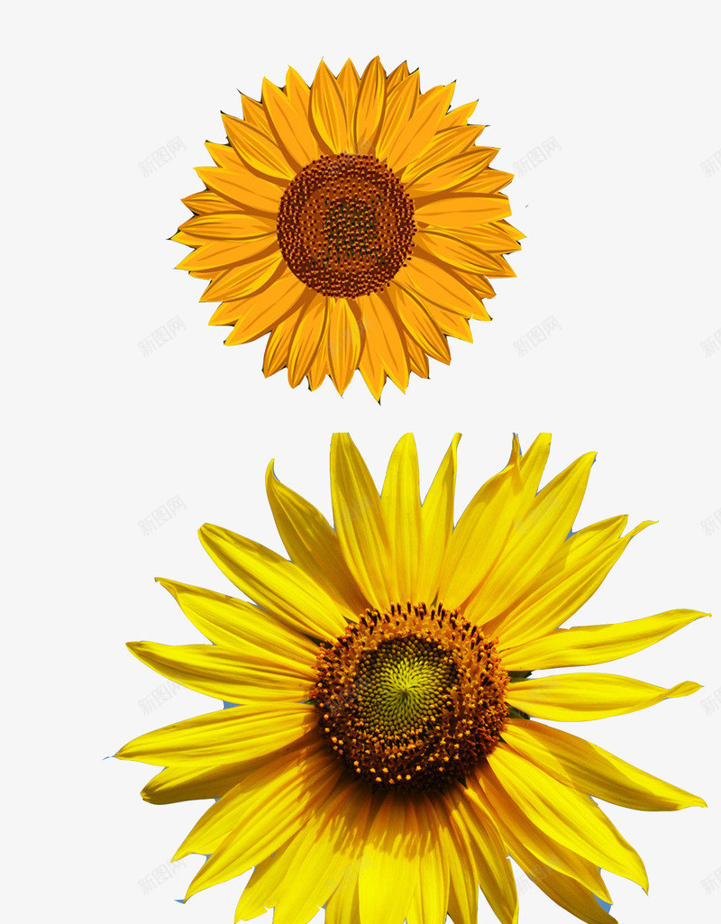 黄色菊花png免抠素材_新图网 https://ixintu.com 产品实物 手绘菊花 摄影 生物世界 花 花朵 花草 鲜花 黄色菊花 黄花