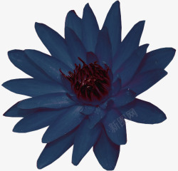 蓝色菊花素材