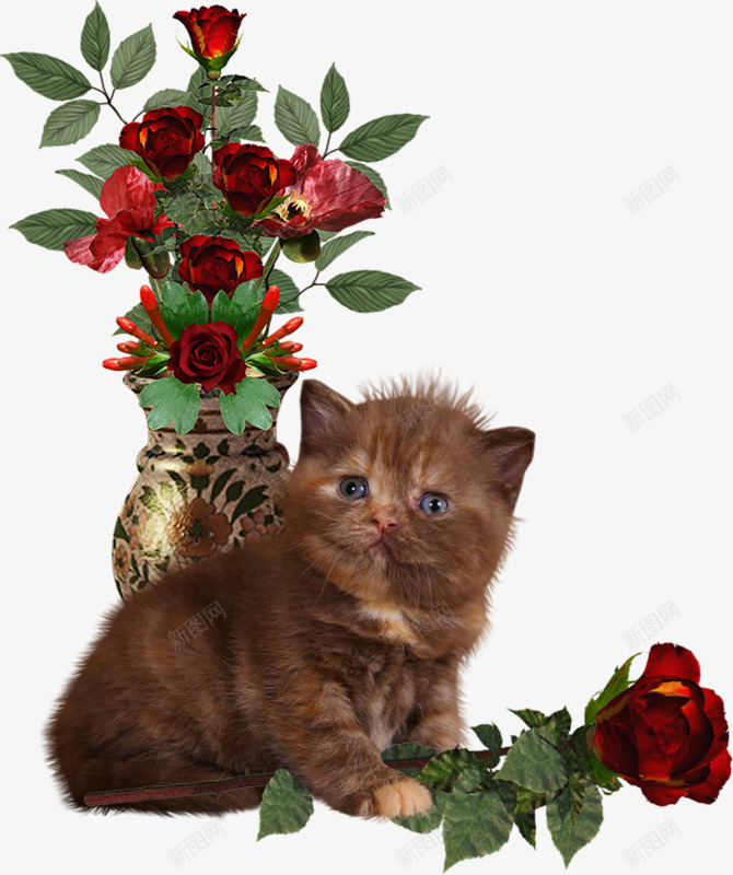 小猫和玫瑰花png免抠素材_新图网 https://ixintu.com 小猫 治愈 漂亮 玫瑰花 红色