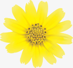黄色模糊花朵盛开素材