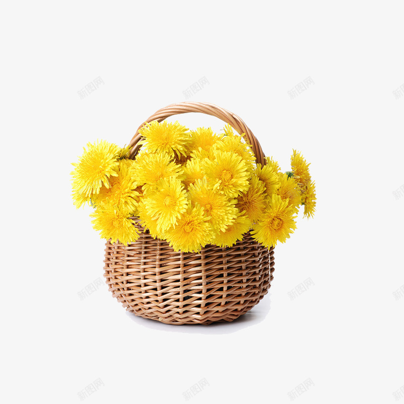 一筐菊花png免抠素材_新图网 https://ixintu.com 花卉 鲜花 黄色