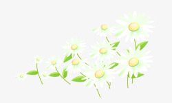 小皱菊菊花高清图片