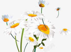 白色水彩菊花装饰图案素材