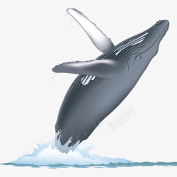 翻身卡通蓝色座头鲸翻身插画高清图片