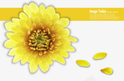 黄色菊花花瓣装饰素材
