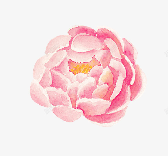 水彩花卉png免抠素材_新图网 https://ixintu.com 一朵花 底图 手绘花卉 水彩花卉 漂亮花卉 粉色 装饰图案 设计底图