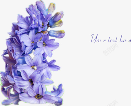 紫色丁香花png免抠素材_新图网 https://ixintu.com 一簇花 漂亮的花 紫色的花 美丽的花