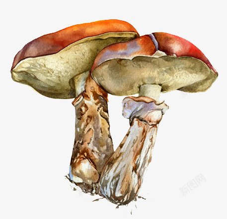 手绘蘑菇图案png免抠素材_新图网 https://ixintu.com 多彩蘑菇图 手绘蘑菇 蘑菇图案