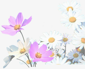 白色紫色菊花花朵png免抠素材_新图网 https://ixintu.com 白色 紫色 花朵 菊花