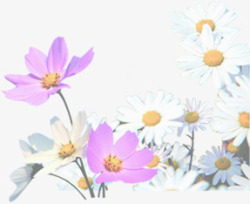 白色紫色菊花花朵素材