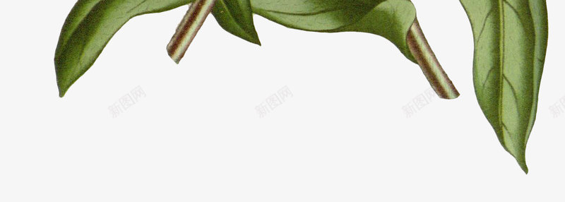 菊花png免抠素材_新图网 https://ixintu.com 写实花卉 彩铅花卉 植物 花朵 黄色