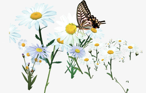 菊花上的蝴蝶png免抠素材_新图网 https://ixintu.com 植物 花卉 花朵 菊花上的蝴蝶