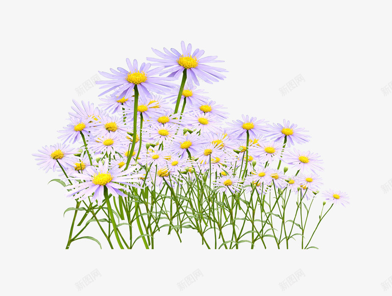 花朵png免抠素材_新图网 https://ixintu.com 植物 紫色的花 花朵 菊花 野菊花
