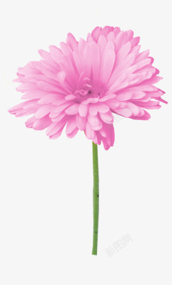 粉色盛开的菊花素材