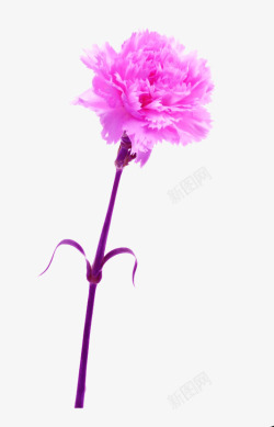 紫色菊花浪漫素材