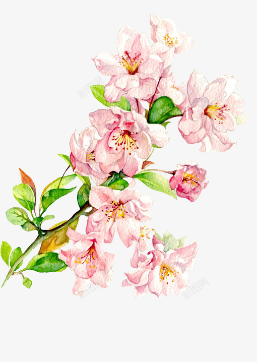 粉色个性时尚花朵png免抠素材_新图网 https://ixintu.com 个性 时尚 粉色 花朵