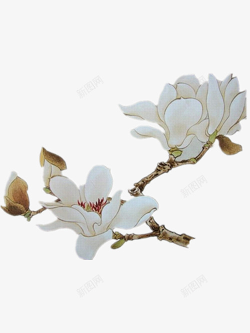 白色的栀子花png免抠素材_新图网 https://ixintu.com 下载 下载图片 好看的栀子花 漂亮的栀子花 白色栀子花