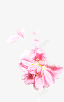 粉色淡雅花朵模糊素材