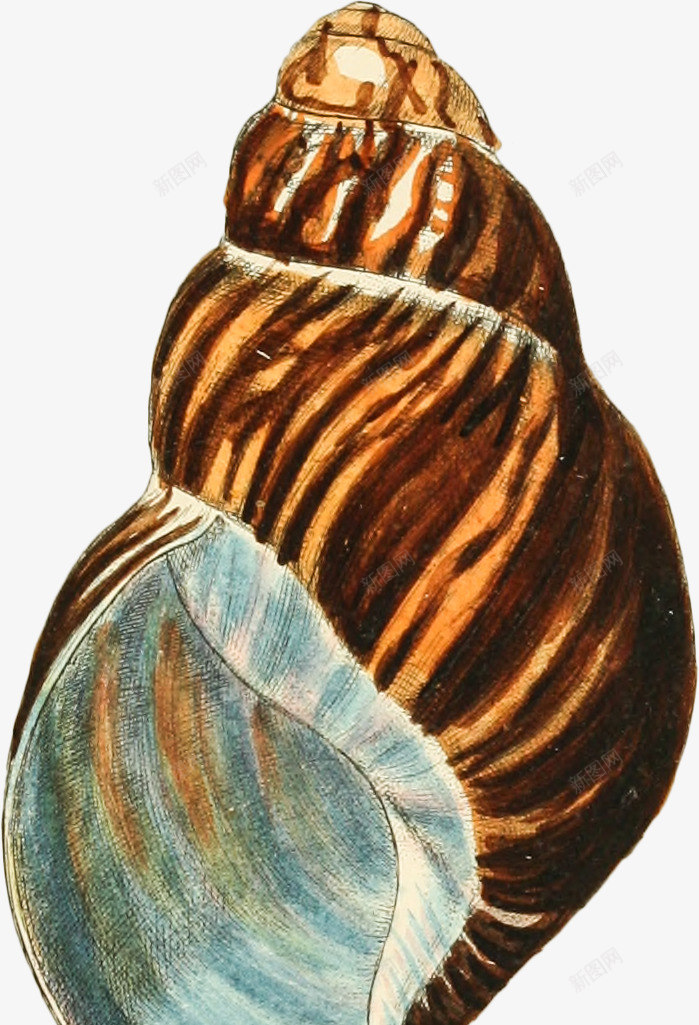多彩的海螺手绘4png免抠素材_新图网 https://ixintu.com 壳 多彩 手绘 海螺
