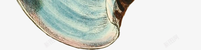 多彩的海螺手绘4png免抠素材_新图网 https://ixintu.com 壳 多彩 手绘 海螺