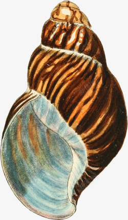 多彩的海螺手绘4素材