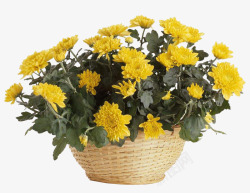 一筐菊花素材
